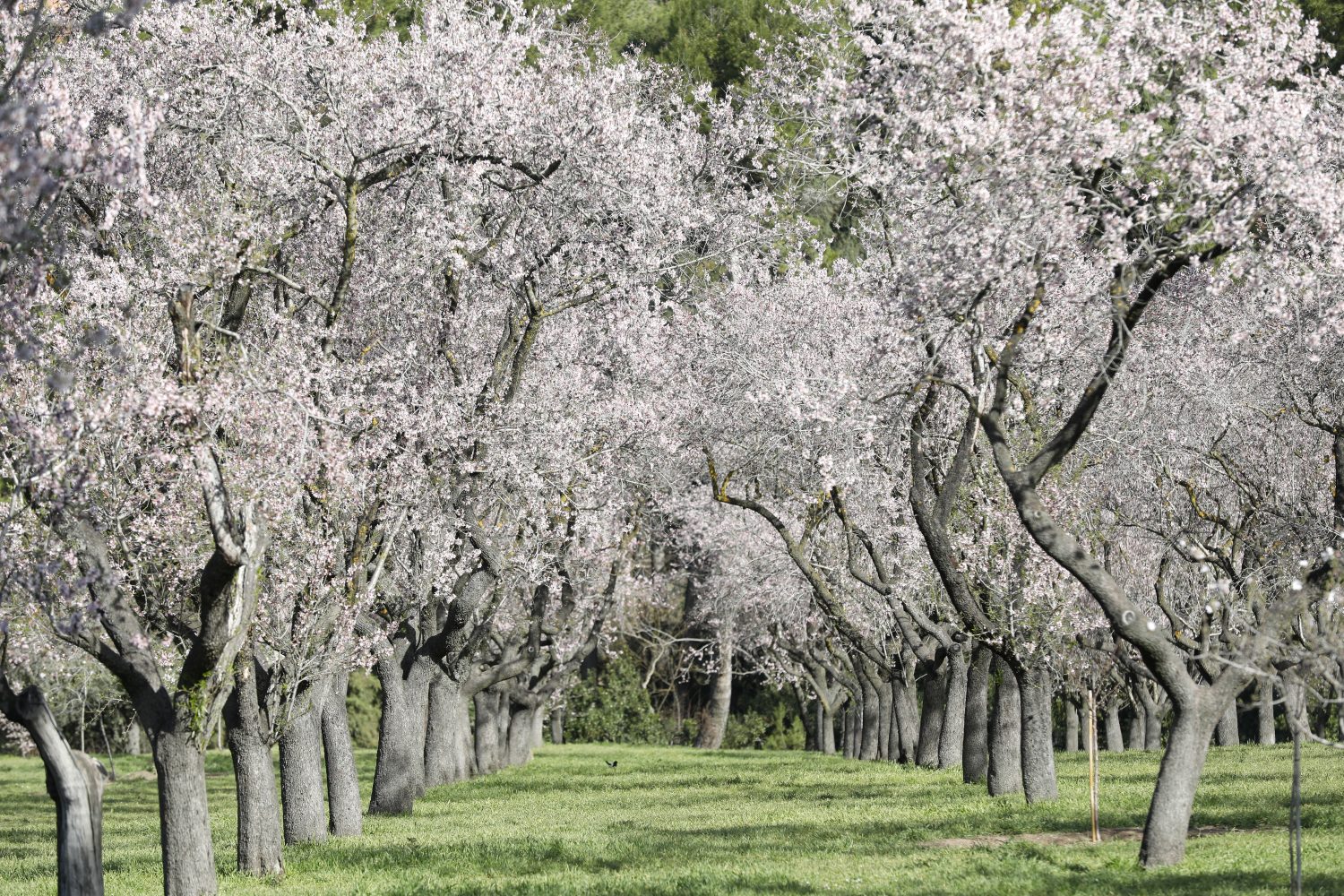 Hileras de almendros en flor en la Quinta de los Molinos de Madrid con pétalos blancos y rosados sobre el césped verde