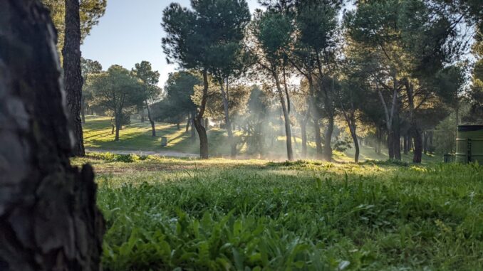 04-arbolado-urbano-madrid-talos-gestion-forestal