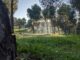 04-arbolado-urbano-madrid-talos-gestion-forestal